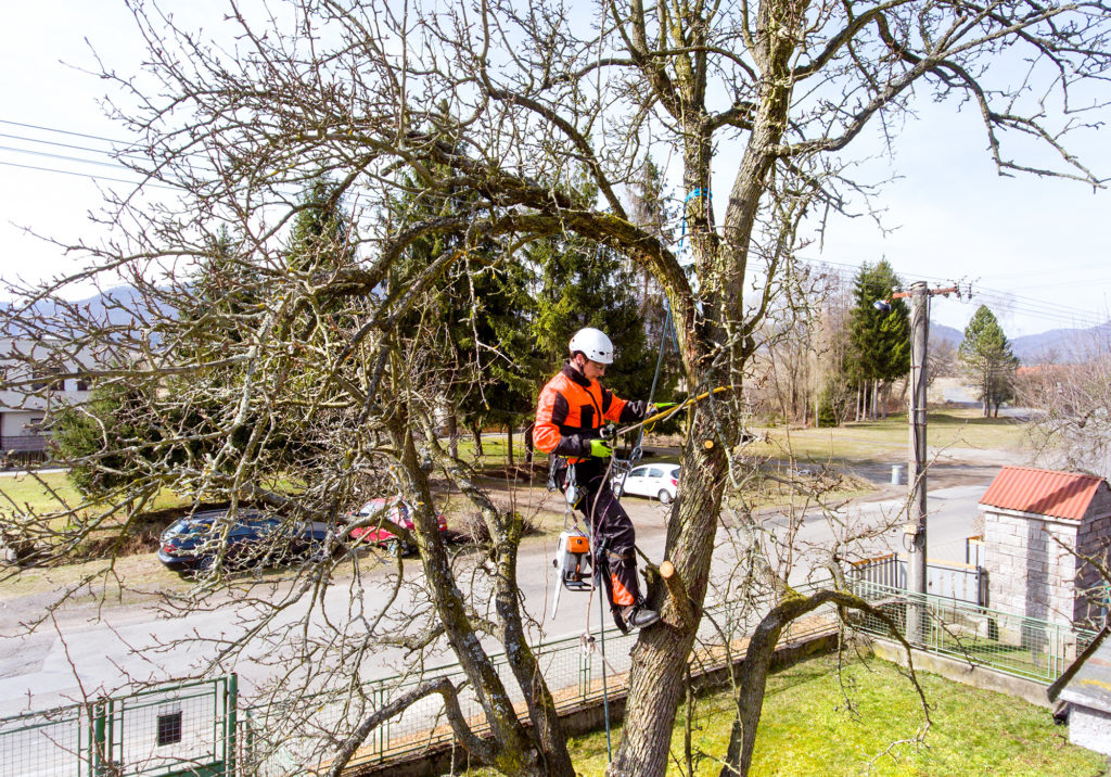 Tree Pruning Suffolk